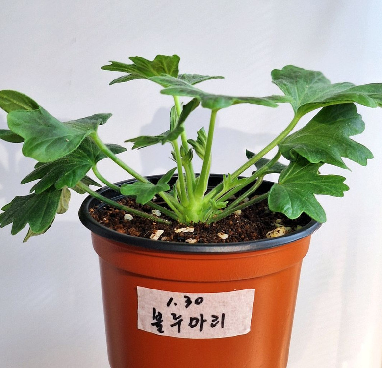 제라늄 스텔라3종--3