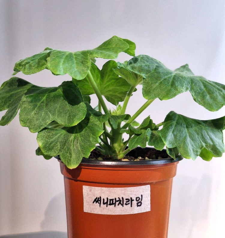 제라늄 스텔라3종--4