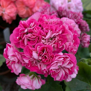 제라늄분양(심프랄린 중대품)