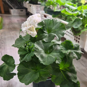 제라늄. 디아나