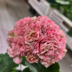 제라늄. 시리단미