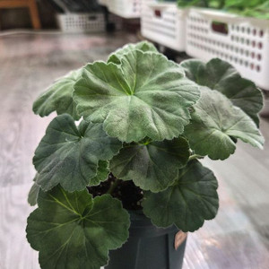 제라늄. ug가을의키스