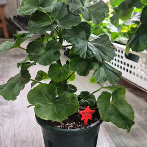 제라늄. 랩소디인라일로즈