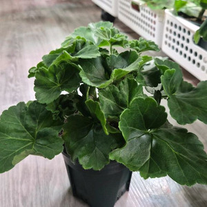 제라늄. 판페이