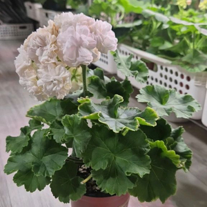 제라늄. 쁘띠마망