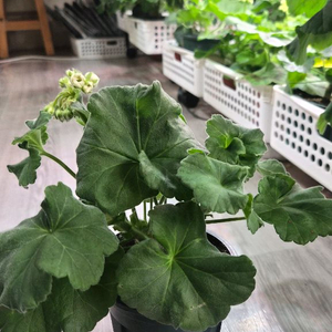 제라늄. 그라찌아공작올가