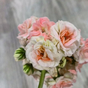 제라늄. 봄날의속삭임