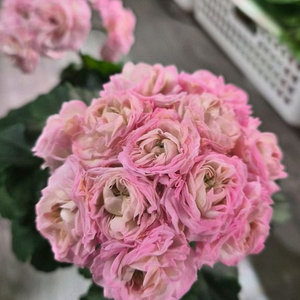 제라늄. 물병자리별