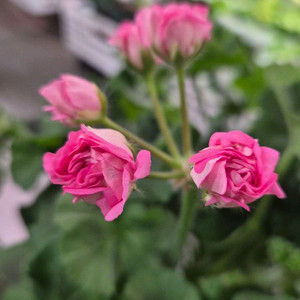 제라늄. 실크로드