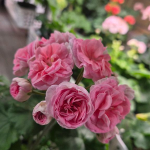 제라늄 ts플라밍고