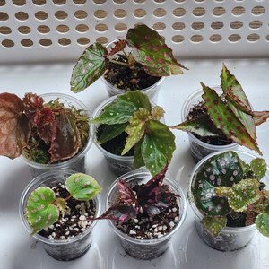 귀엽고예쁜 핑크베고니아))7종