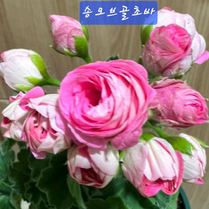 제라늄 송오브골초바