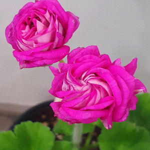 제라늄 고딕 , 러