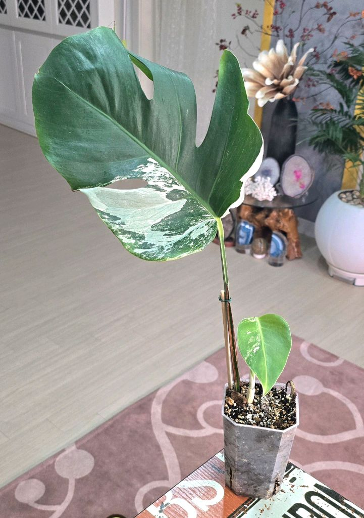 몬스테라알보 이미지