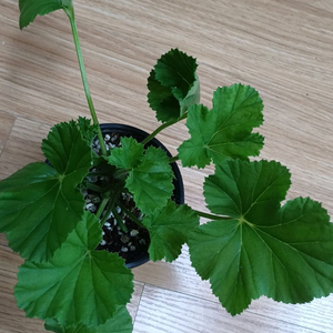 리갈제라늄 로지몬