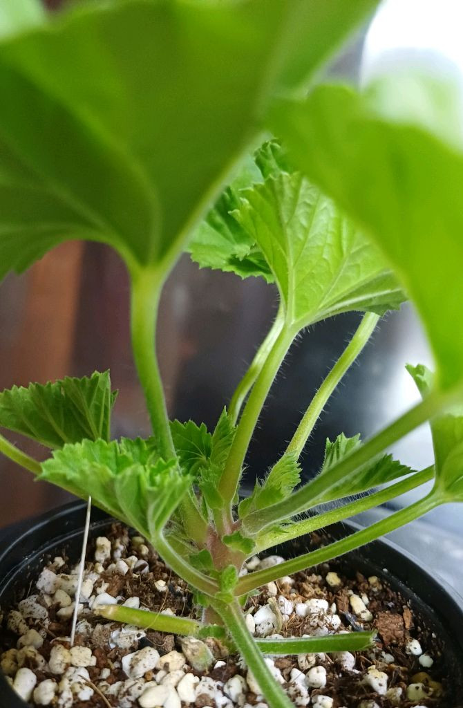 리갈제라늄 로지몬--1