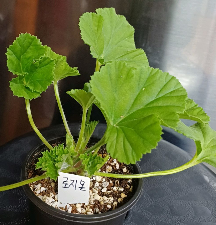 리갈제라늄 로지몬--2