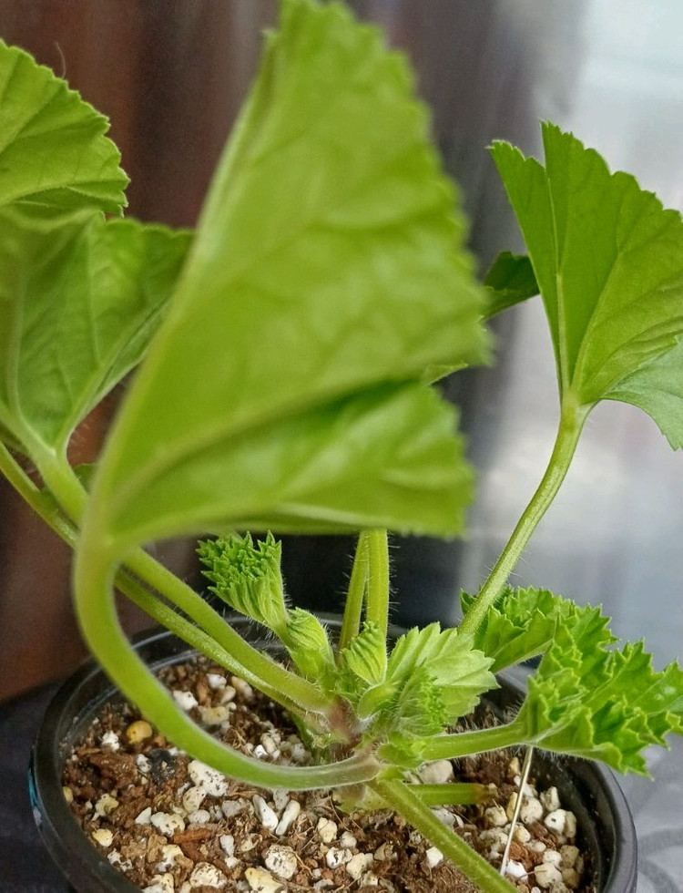 리갈제라늄 로지몬--3