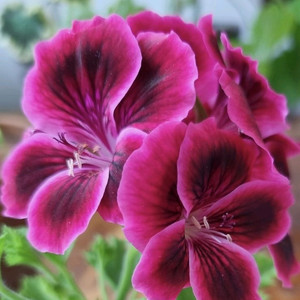 리갈제라늄 비타클레식 라즈베리 대품