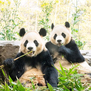 에버랜드 자유이용권 종일권 오후권