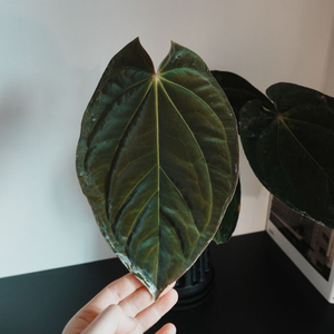 서울배송/안스리움 (칼라에오스) x BVEP (라운드펠릭스) 택포함