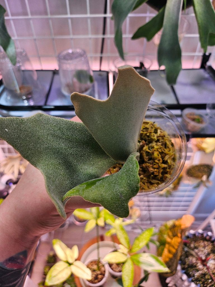 박쥐란 엘사 스포어링--2