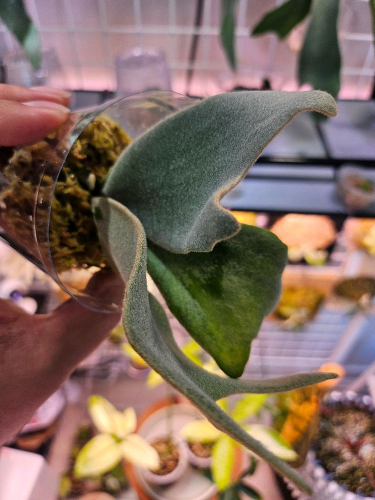 박쥐란 엘사 스포어링--3