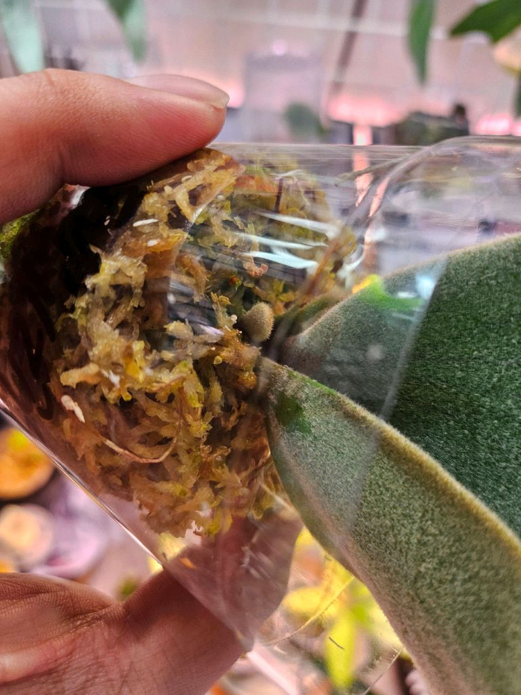 박쥐란 엘사 스포어링--4