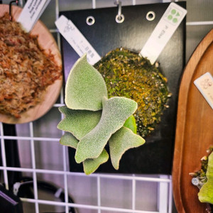 박쥐란 엘사 스포어링2