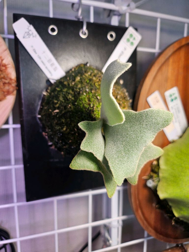 박쥐란 엘사 스포어링2--1