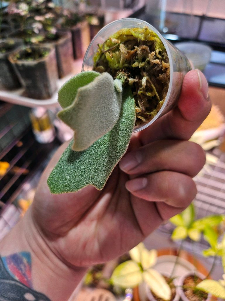 박쥐란 엘사 스포어링2--2