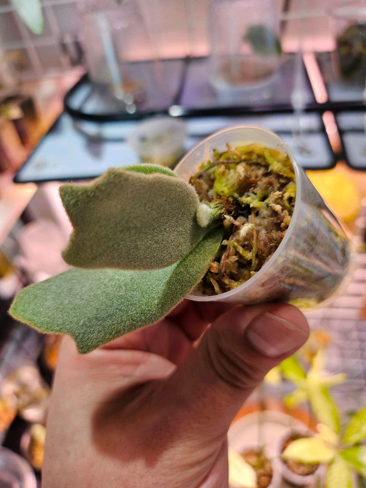 박쥐란 엘사 스포어링2--3