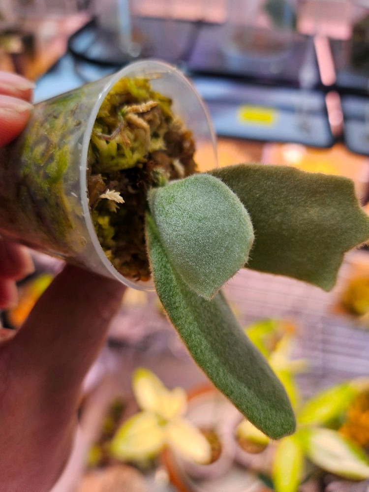 박쥐란 엘사 스포어링2--4