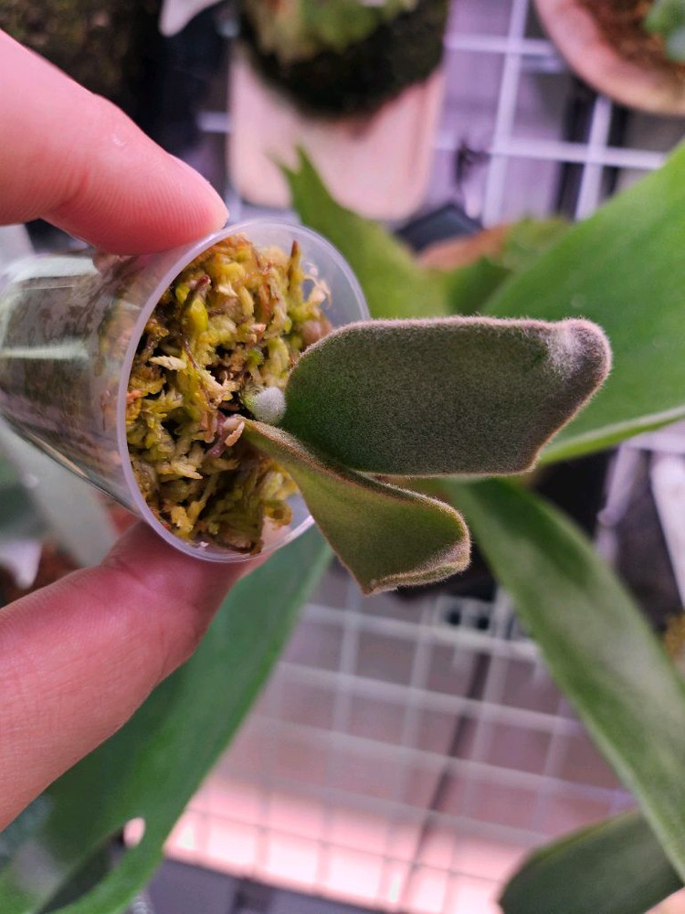 박쥐란 엘사 스포어링3--3