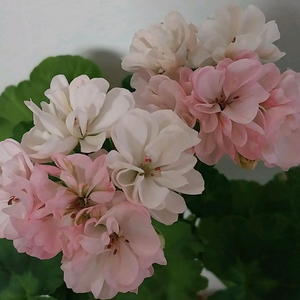 제라늄 아랑아란