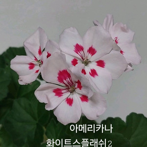 제라늄 아메리카나화이트스플래쉬2