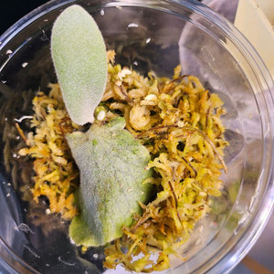 박쥐란 시리우스