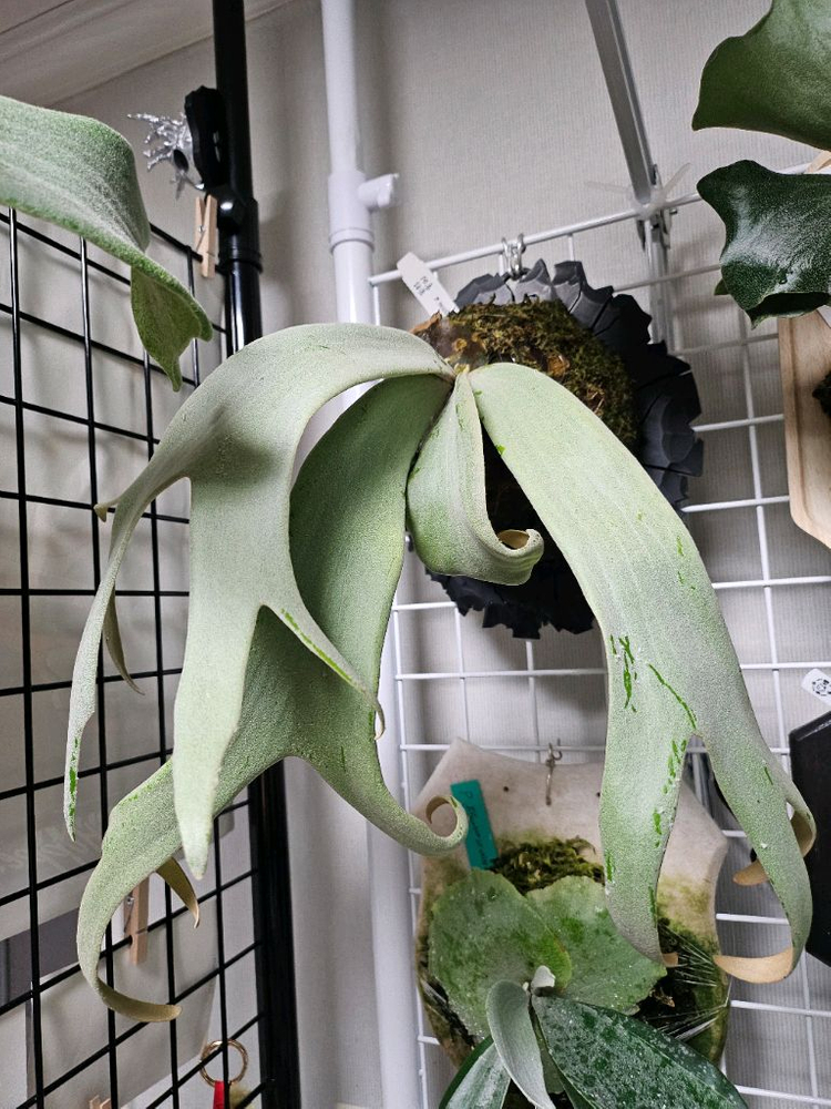 박쥐란 시리우스--1