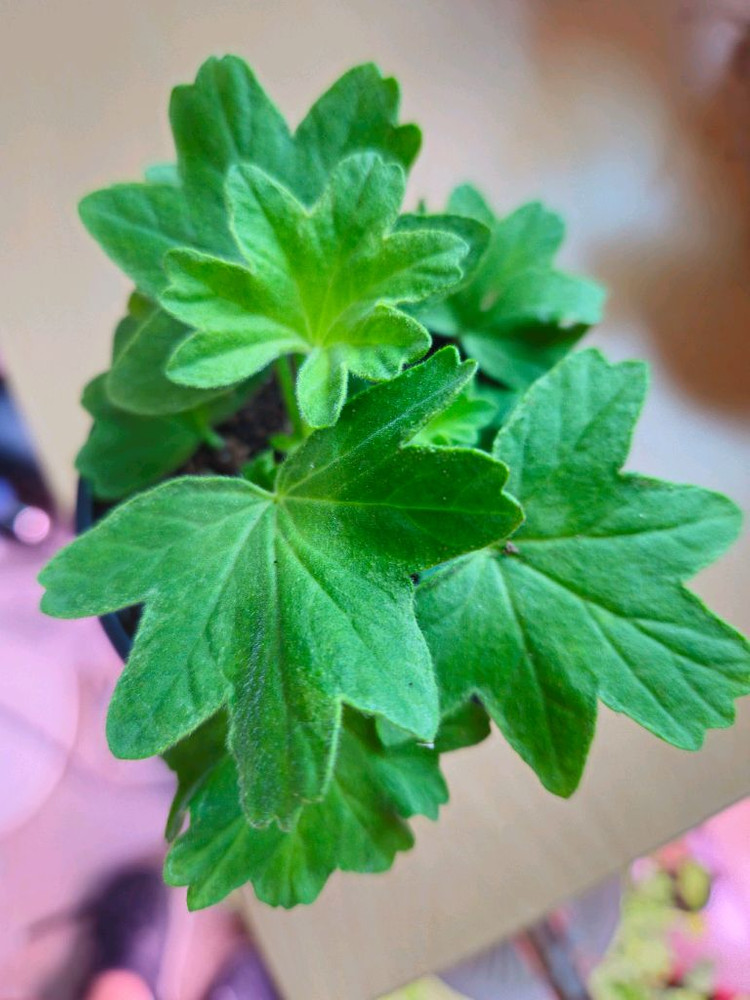 이샤스완 스텔라제라늄--1