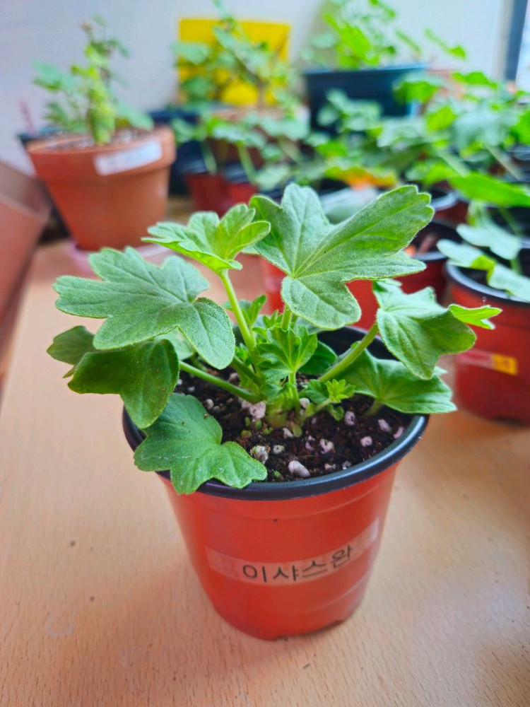 이샤스완 스텔라제라늄--2