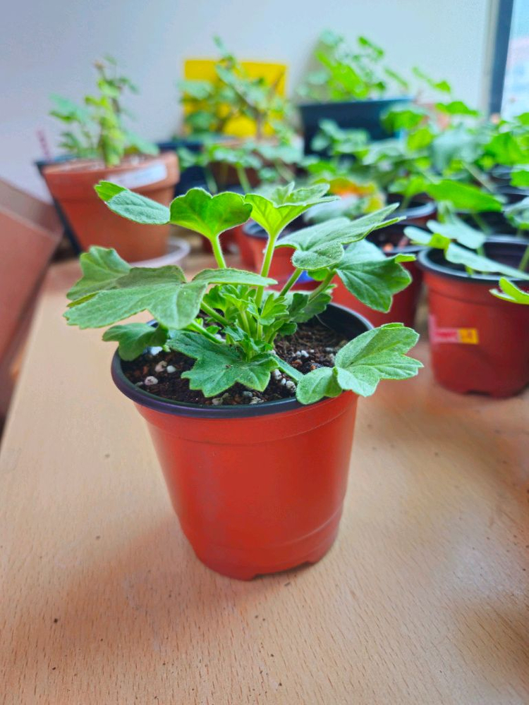 이샤스완 스텔라제라늄--3