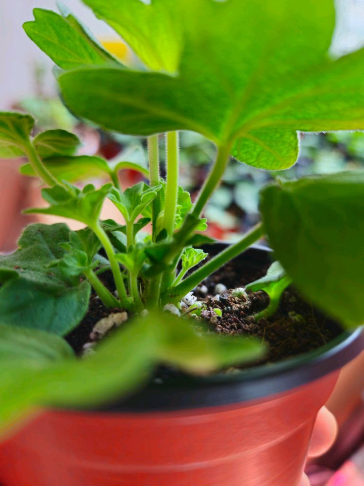 이샤스완 스텔라제라늄--4