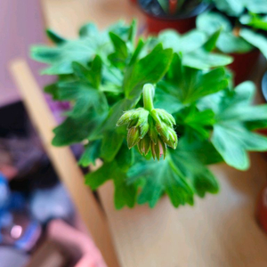 송일락 스텔라제라늄