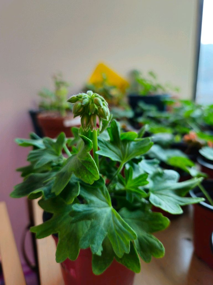 송일락 스텔라제라늄--1