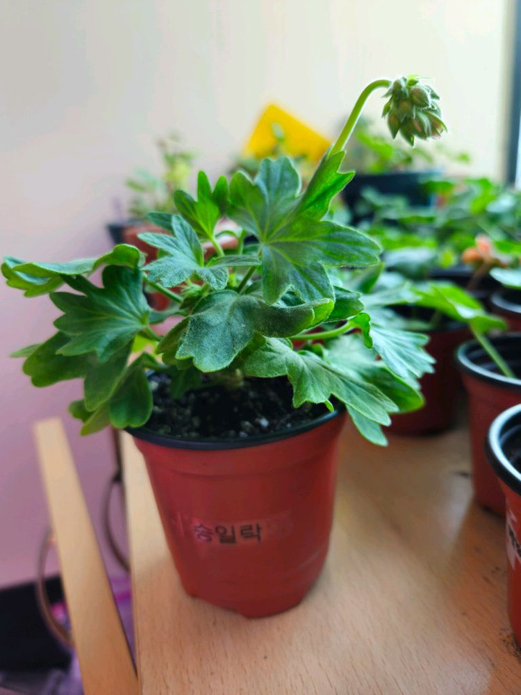 송일락 스텔라제라늄--2