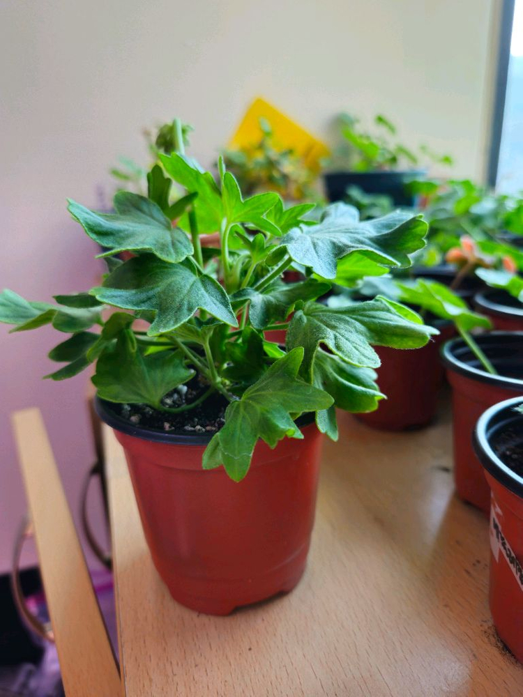 송일락 스텔라제라늄--3