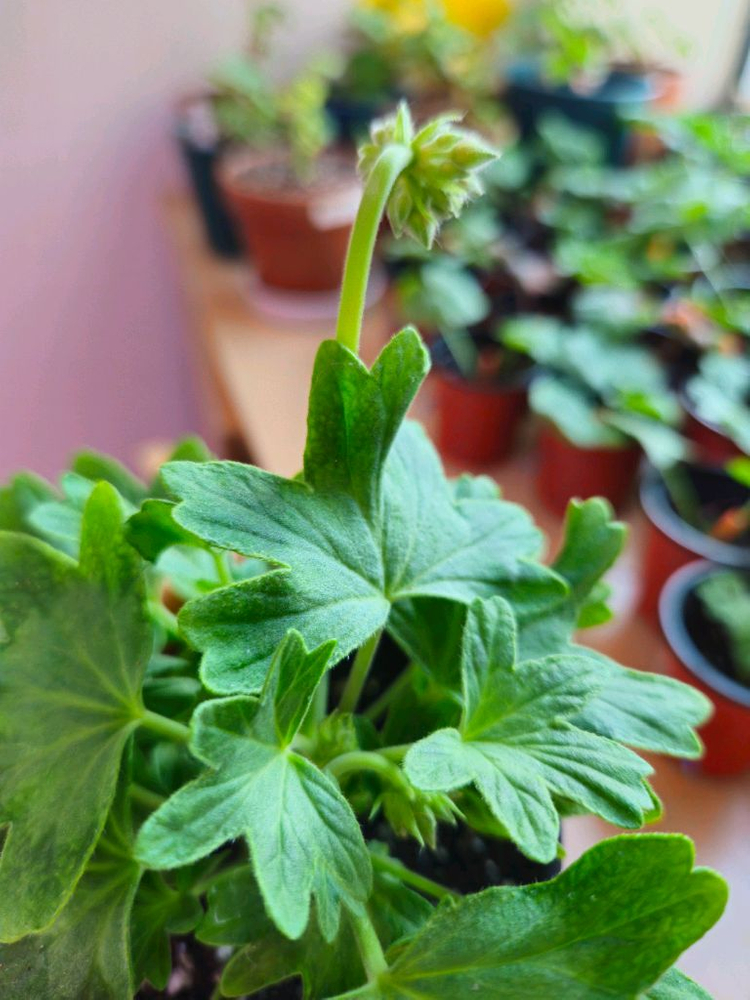 송일락 스텔라제라늄--4