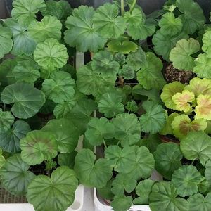 제라늄 개별분양