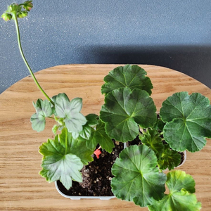 제라늄 2종(여성의우정.바론뮌하우젠)