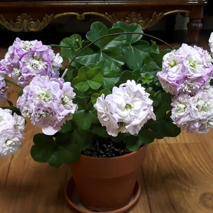 제라늄 비바케롤라이나